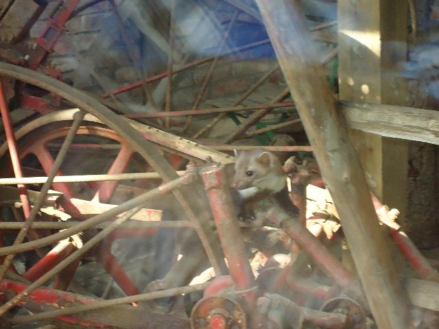 Damenfahrt Otterzentrum 013.jpg